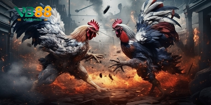 Các cửa cược phổ biến có mặt tại sảnh đá gà VB88