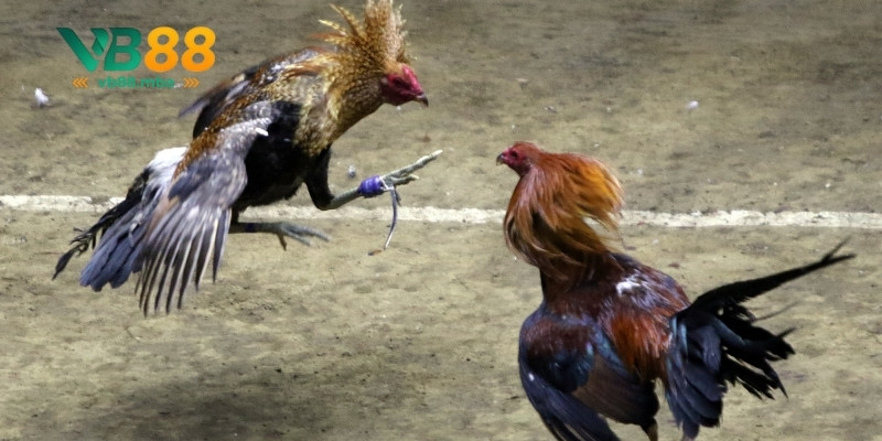Cách thức tham gia sảnh cược đá gà VB88 đơn giản
