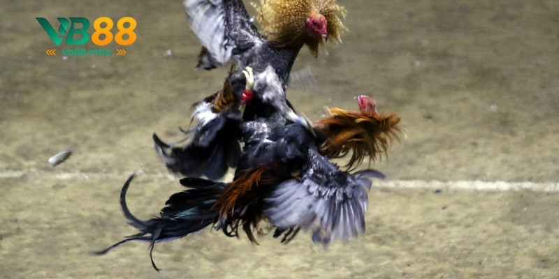 Giới thiệu tổng quan sảnh đá gà VB88