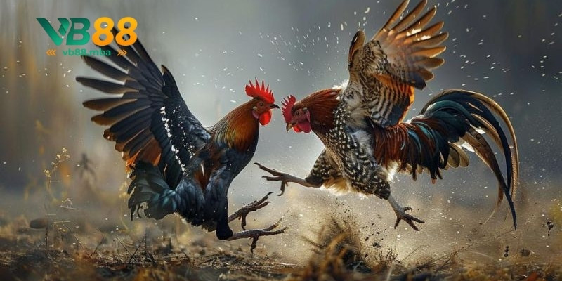 Tìm hiểu luật chơi tại sảnh đá gà VB88