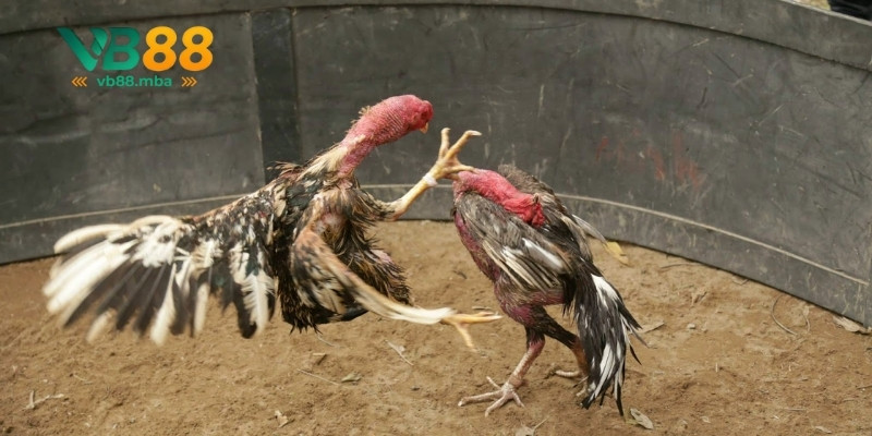 Mẹo thắng lớn khi chơi đá gà cựa sắt VB88