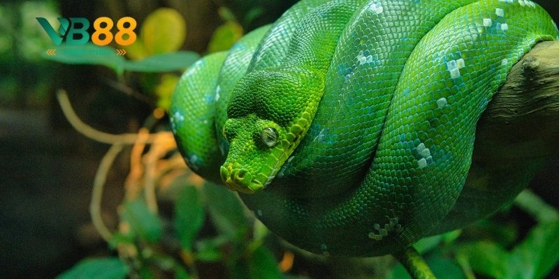 Mơ thấy rắn – thử vận số may