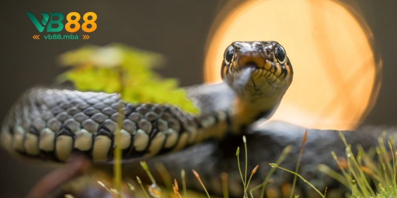 Mơ thấy rắn và điềm báo lạ